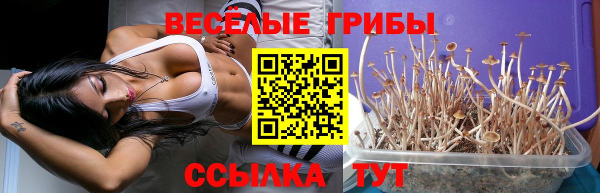 Урюпинск  цены   Вход с VPN  Псилоцибиновые грибы Magic Shrooms 